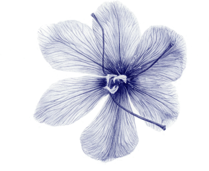Concours_bloem2_blue.png