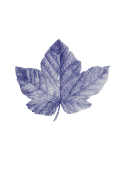 druivenblad.png